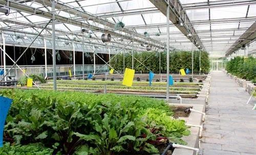 從田間到餐桌的增值之路 李季教授談初級農(nóng)產(chǎn)品在一二三產(chǎn)融合中的核心角色