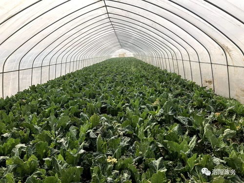 公益助農(nóng)戰(zhàn)疫情丨泗陽滯銷農(nóng)產(chǎn)品，盼你來幫忙